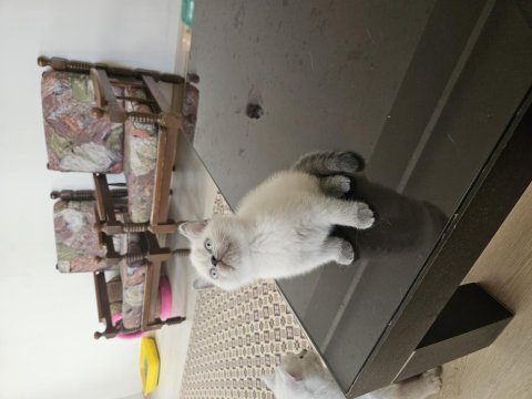 2 aylık safkan british shorthair