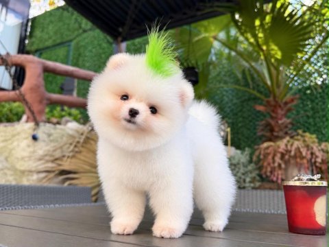 Orjinal pomeranian yavrularımız 