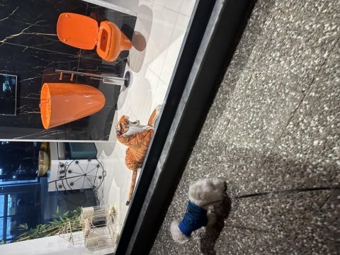2 yaşında tüm eşyalarıyla aşıları tam erkek maltese