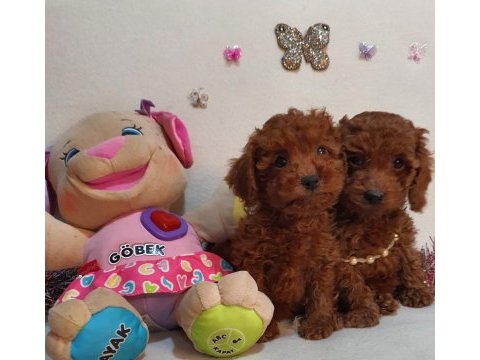 Kore kan poodle yavrular