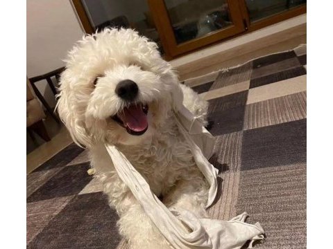 Tatlı maltipoo yavrular