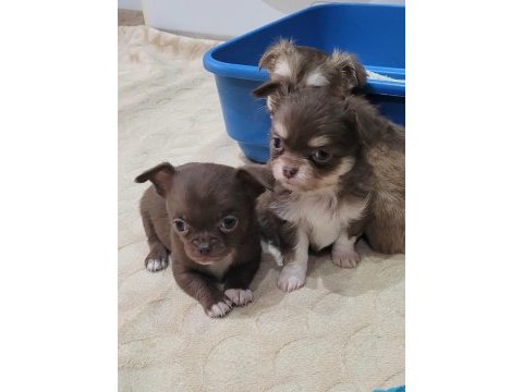 Elma kafa küt burun teacup chihuahua bebekler