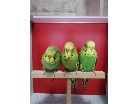 Bebek show jumbo muhabbet kuşlar
