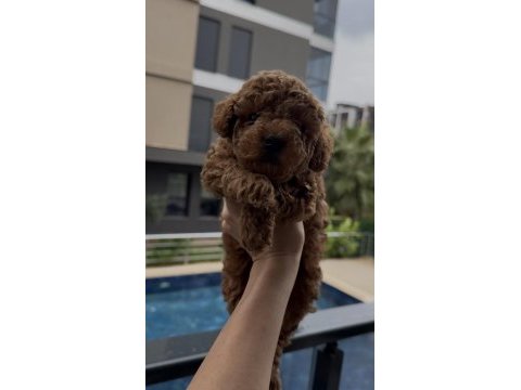 Kore kan poodle