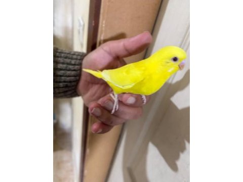 30 günlük lutino bebek muhabbet kuşu