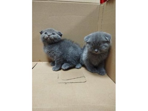 Dişi ve erkek scottish fold bebekler