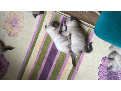 2 aylık yavru kedimize yeni yuva arıyoruz