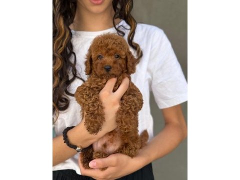 Toy poodle bebekleri