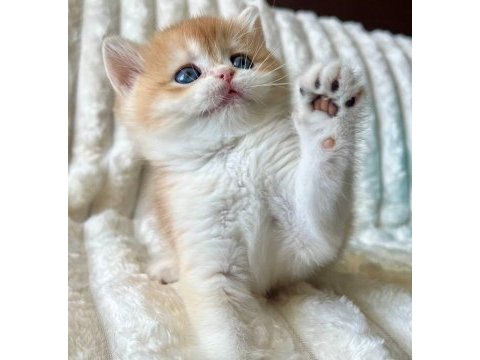 Bebeksi golden british shorthair