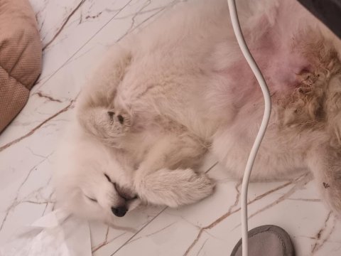 Safkan samoyed yavru