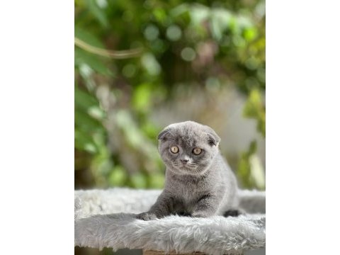 Scottish fold bebekler