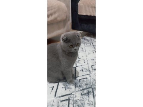 Scottish fold prensimize yuva