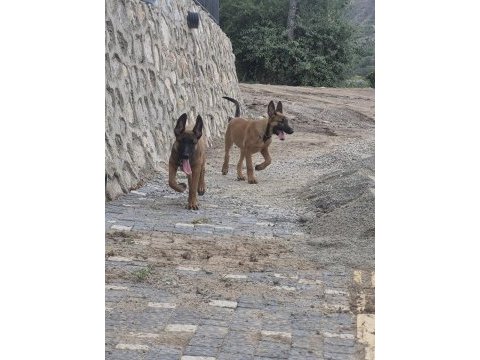 3 aylık eğitime hazır orijinal malinois köpekler