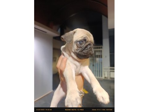 Çiş pedi eğitimli erkek pug bebek