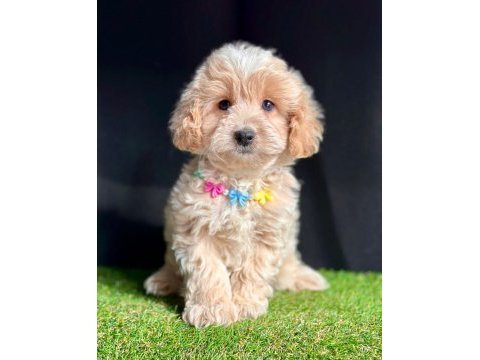 Maltipoo mix ırk yavrular
