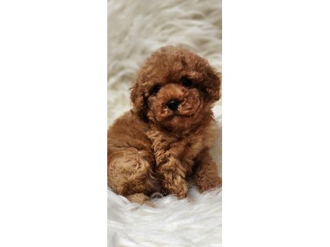 Veteriner teknikerinden sevimli toy poodle dişi ve erkek