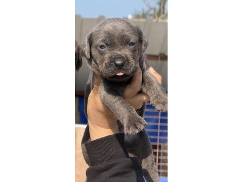 Cane corsa alan koruma köpeği yavruları efsane kan