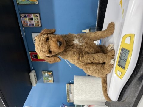 Dev poodle köpeği