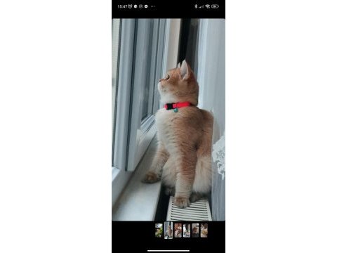 British shorthair ny11 dişi