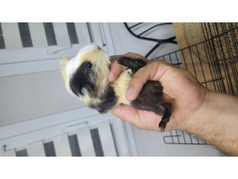 Çok sevimli ve uysal ginepigler fethiyede