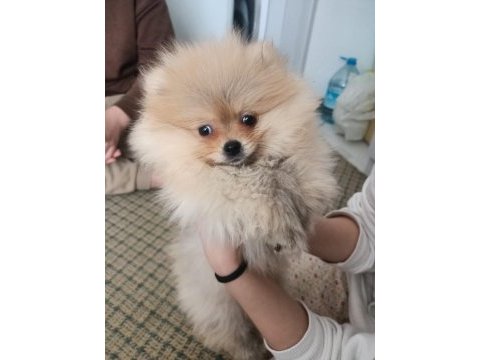 Pamuk pomeranian oğlumuzu sahiplendiriyoruz