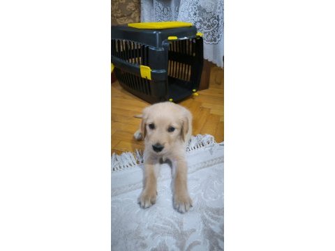 Yavru golden köpeğimiz yeni sahibini bekliyor