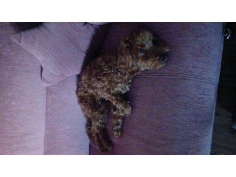 Toy poodle 6 aylık
