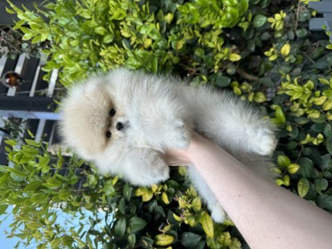 Ayı surat dişi pomeranian boo