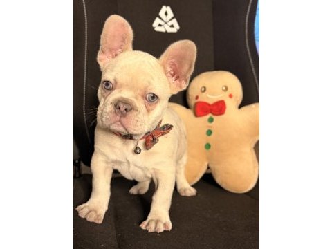 71 günlük safkan french bulldog bebek
