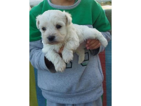 Mini boy tüy dökmeyen maltipoo yavrular