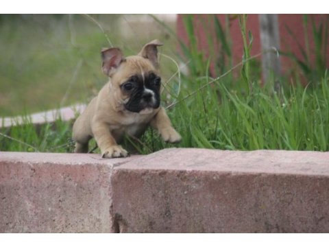 Fawn french bulldog bebekler yuvalarını arıyorlar