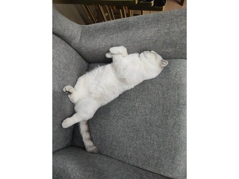 Scottish fold dişi kedimiz