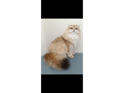Karizmatik british longhair oğlum köfte