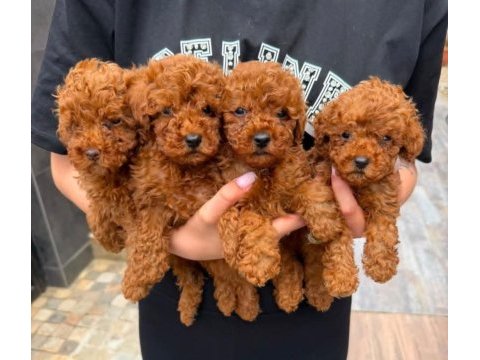 Sağlıklı sosyal toy poodle yavrularımız