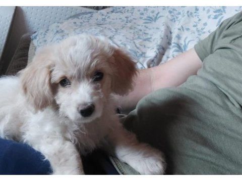 3 aylık maltipoo tuvalet eğitimi var