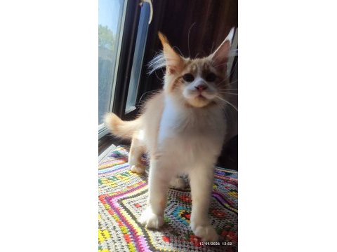 Dernek kayıtlı eksiksiz safkan şecereli maine coon