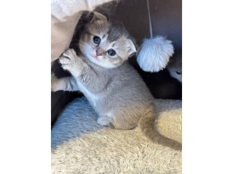 2 yavru scottish fold