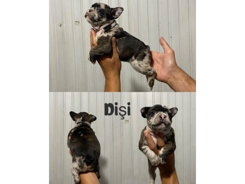 Fransız bulldog yavrularımız erkek dişi mevcut