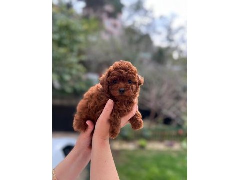 Red brown toy poodle erkek bebeklerimiz