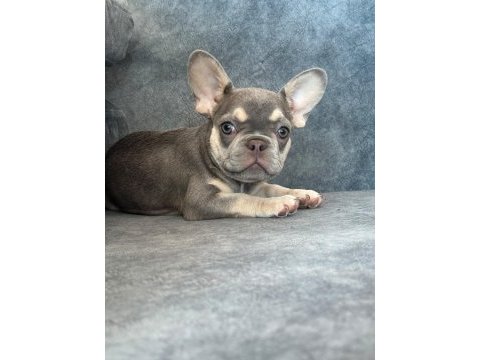 Kaliteli lilac tan french bulldog bebek