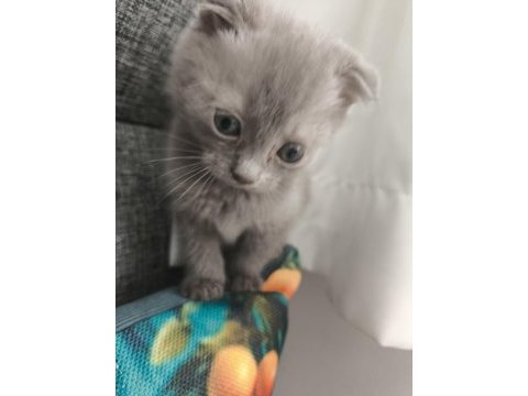 Orjinal scottish fold bebek