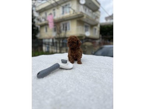 Kore ve toy poodle teacup bebekler