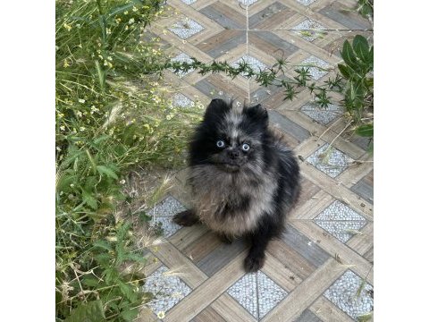 Pomeranian mavi gözlü