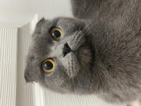 Scottish fold kızımız mia sahiplendirilecektir