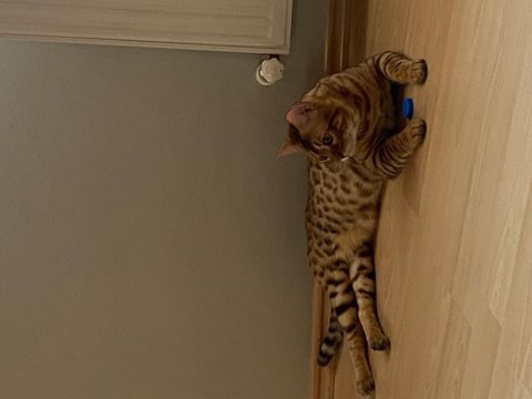Saf gold bengal kedisi