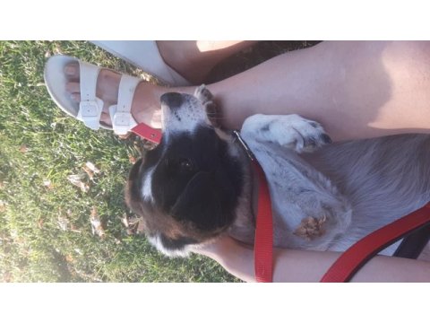 Melez köpek