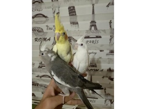 Full evcil insan aşığı yeni yeme düşen sultan bebekler