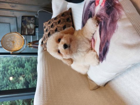 Büyümeyen maltipoo yavrulari 