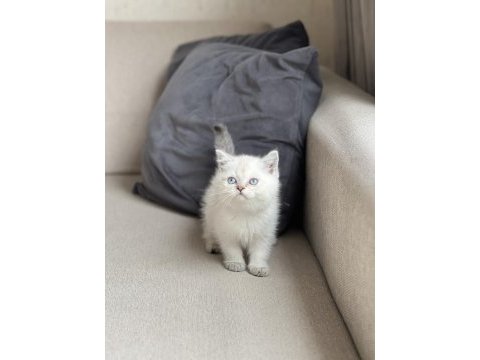 Irk garantili british shorthair yavrum