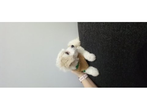 Maltese terrier iki aylık